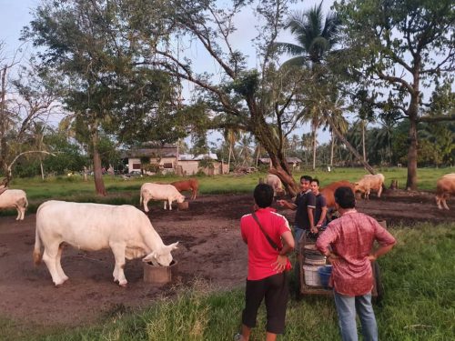 Sado lembu farming in bucolic kampung (villages) abound